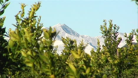 The-tops-of-bushes-and-trees-move-with-a-very-slight-breeze