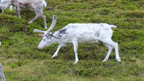 reindeer