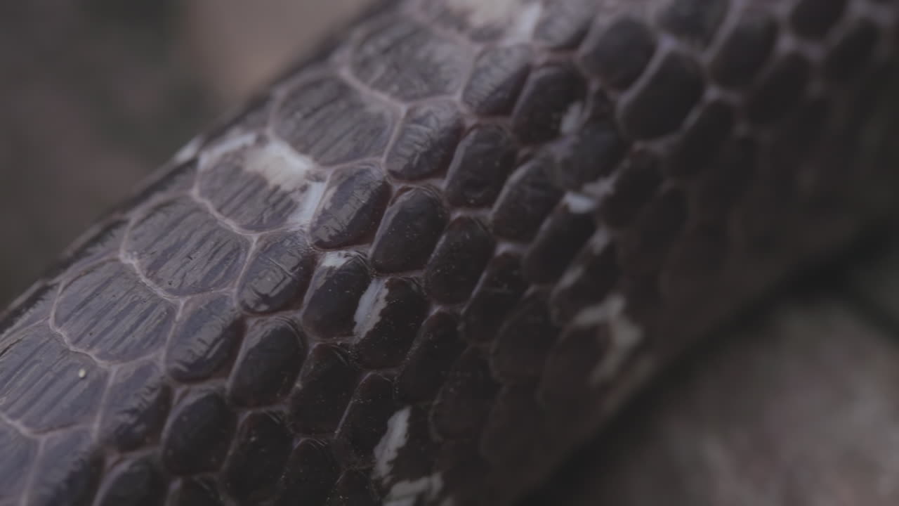 Primo piano nitido delle squame di Krait comune, che evidenzia la texture della pelle liscia e iridescente