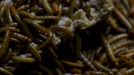 the mealworm is a species of darkling beetle used to feed pets like fish, snakes, birds, and frogs