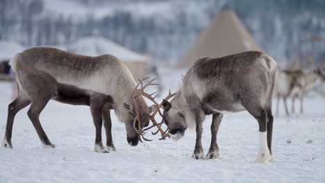 Zwei-Rentiere-Kämpfen-Und-Schlagen-Sich-Im-Winter-Mit-Geweihen-Auf-Den-Kopf