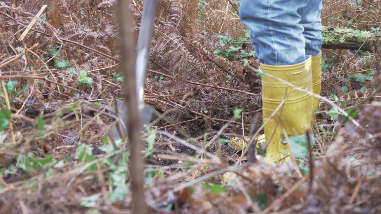 cavar suelo en el bosque para plantar árboles nativos