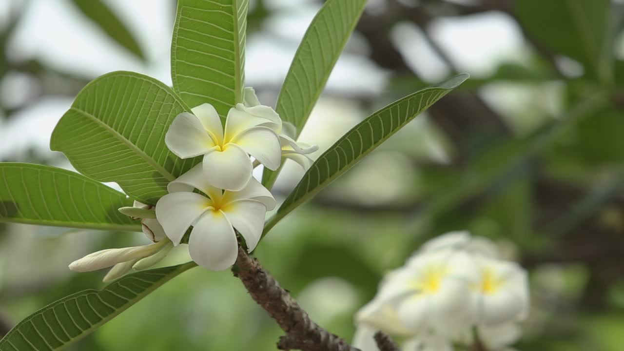 flores de plumeria en el sur de tailandia