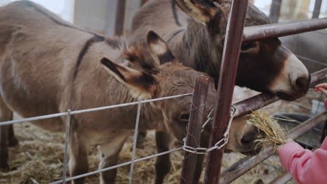 a child treats donkeys with hay, extends his hand to them with a treat through the fence.