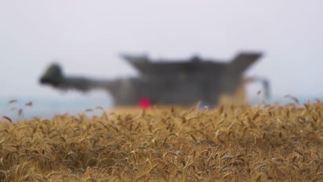 Ripe-cereal-crop-to-be-harvested,-blurry-focus-on-combine-harvester-in-back