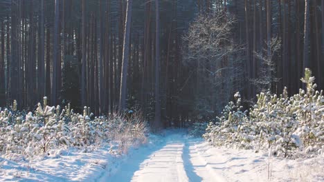 Verschneite-Straßen-Im-Wald