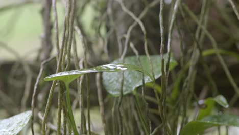 raindrop falling on heart shaped leaf during light rain, in between lianas in background
