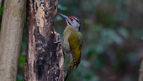 el pájaro carpintero de cabeza gris también se llama pájaro carpintero de cara gris se encuentra en muchos parques nacionales en tailandia y es muy particular en la elección de su hábitat para que prospere