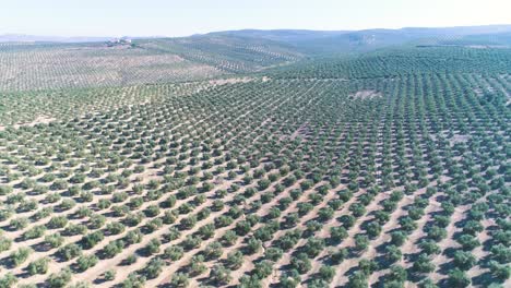 olivo huerto en un día soleado