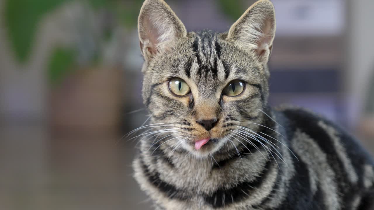 close up of striped domestic cat with tongue out looking directly at camera