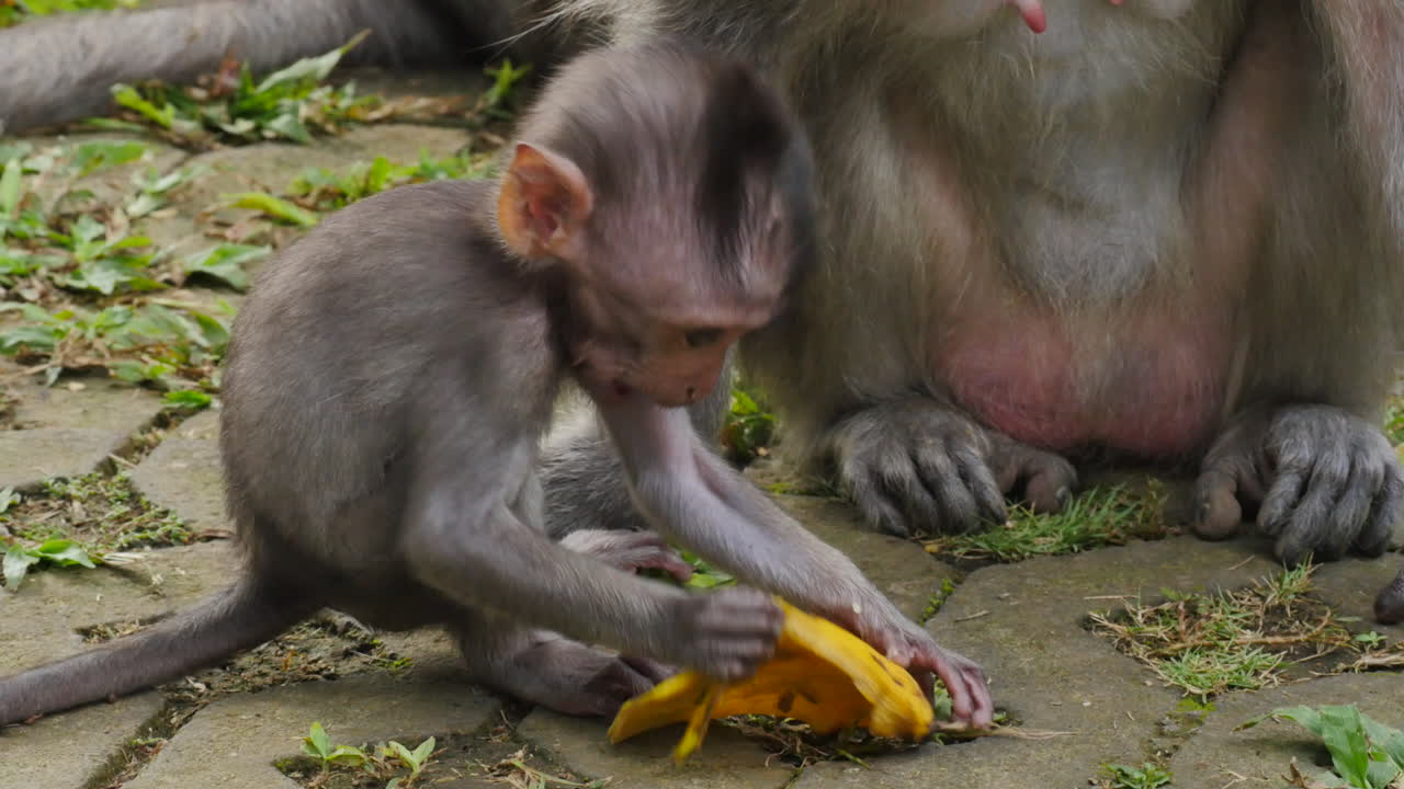 cerca de un adorable bebé mono rhesus salvaje en el bosque de monos de ubud comiendo una cáscara de plátano junto a su mamá