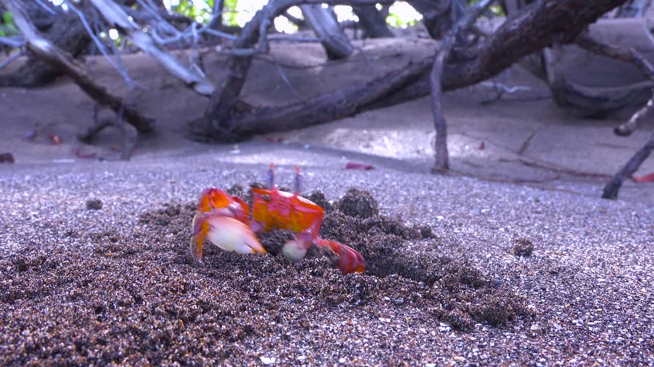 밝은 빨간색 샐리 라이트풋 크랩은 굴에서 모래를 옮기고 눈을 문지릅니다.