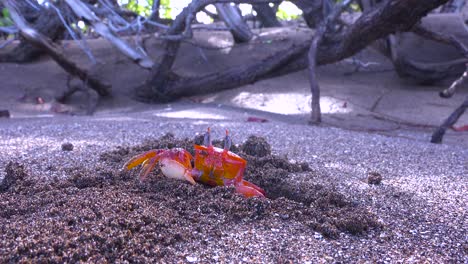 el cangrejo sally lightfoot de color rojo brillante mueve la arena de su madriguera y se frota los ojos