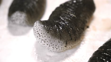 sea cucumber on a white background