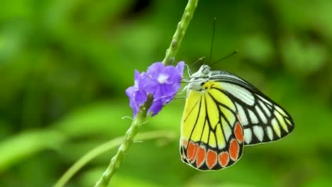 Butterfly-drinking-sucking-sucks-eating-nectar-honey-from-blue-flower-yellow-red-black-white-butterfly-close-up-nature-in-south-asia-Delias-eucharis-common-Jezebel