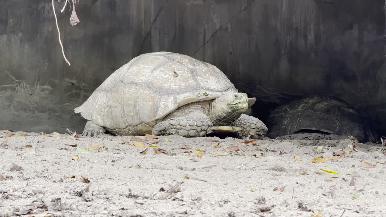 Giant tortoises are any of several species of various large land tortoises, which include a number of extinct species