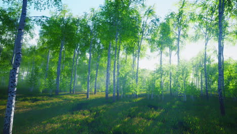 birches with green leaves sway in the strong wind