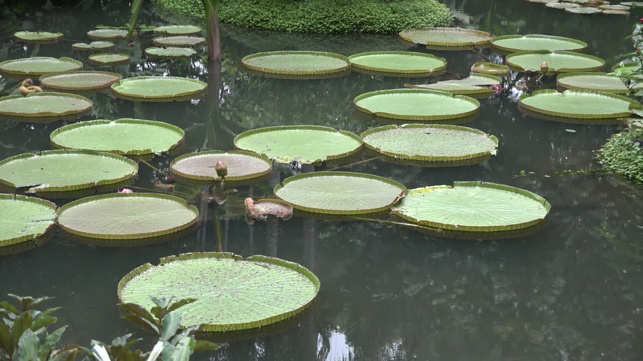 hojas de loto gigantes en la superficie del estanque.