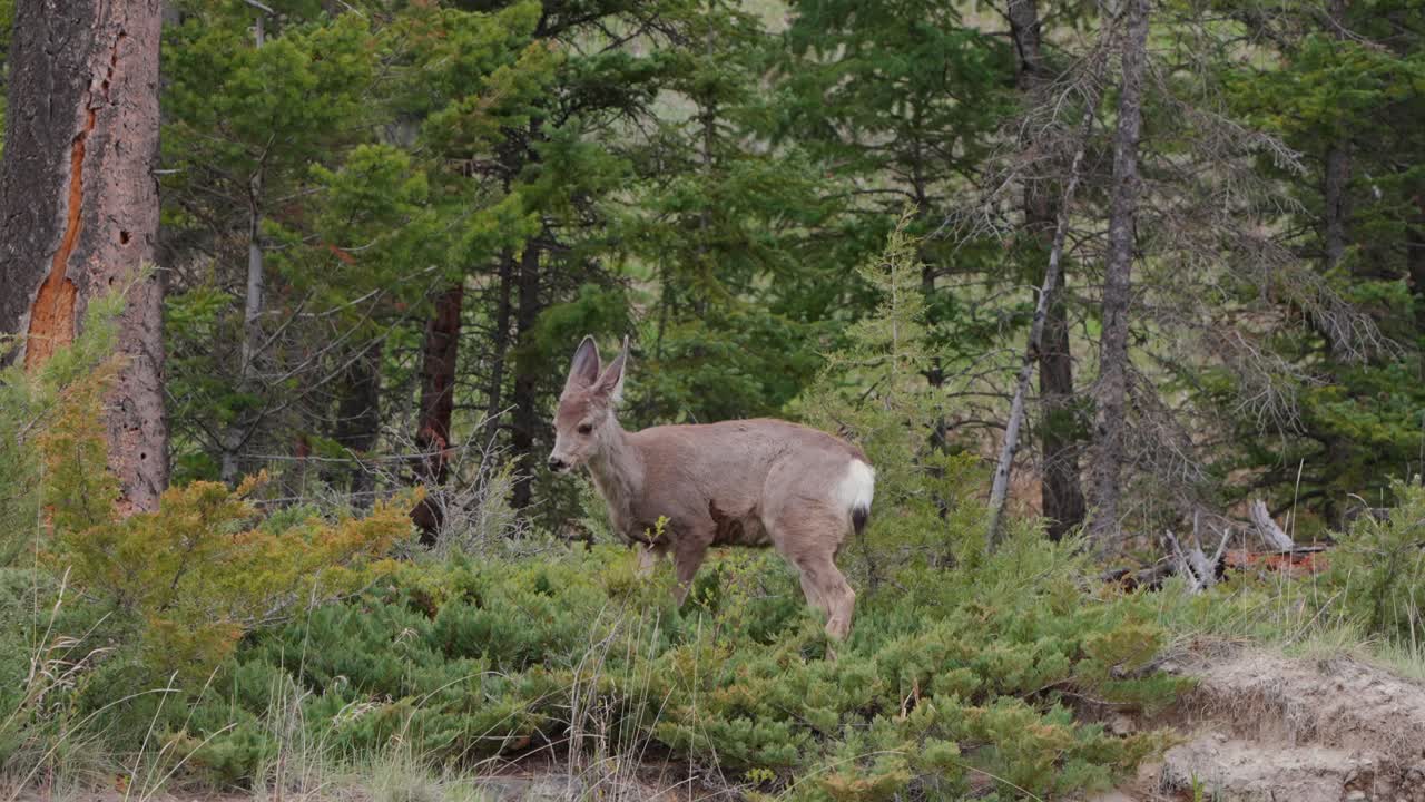 Giovane cerbiatto di cervo mulo che mangia cespugli verdi in un habitat boschivo