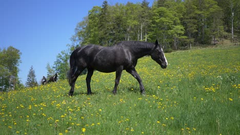 close up shot of black horse walking over grass field and yellow flowers in summer - slow motion tracking shot