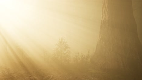 Herbstwald-Und-Bäume-Im-Morgennebel