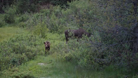 Alce-Bebé-Caminando-Hacia-La-Cámara-En-El-Prado-Con-Su-Madre,-Cría-De-Alce-Bebé-En-Un-Prado-Verde-En-Colorado