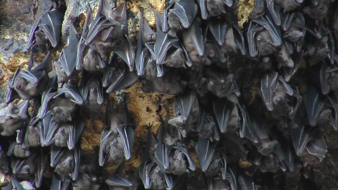 крупный план летучих мышей на стене в храме пура гоа лавах в индонезии