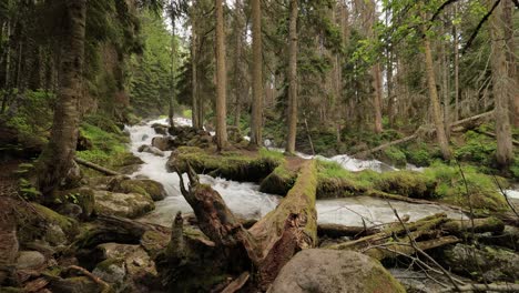 Mountain-River-in-the-wood.-Beautiful-wildlife-landscape.