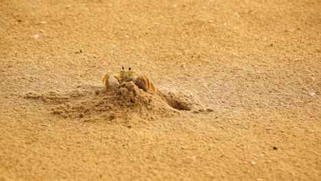 close up of sand crab removing sand from it's den, turning around, and then going back inside