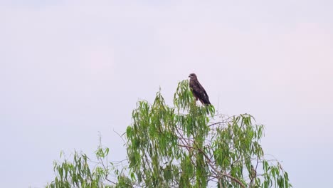 Black-eared-Kite,-Milvus-lineatus,-4K-Footage