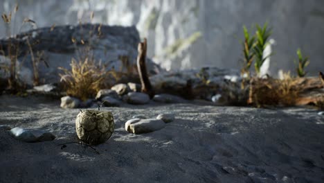 an old torn soccer ball thrown lies on sand of sea beach