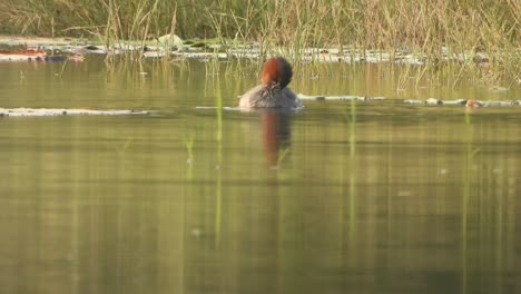 whistling duck chick relaxing on water