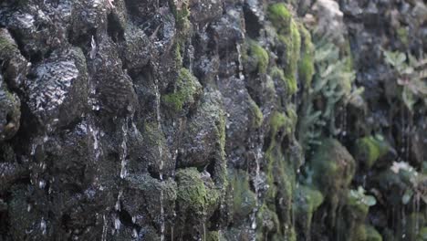 close up of a water feature with green moss