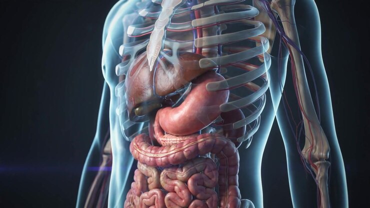 Transparent Human Torso Showing Liver Stomach And Intestines In Detailed Medical Render