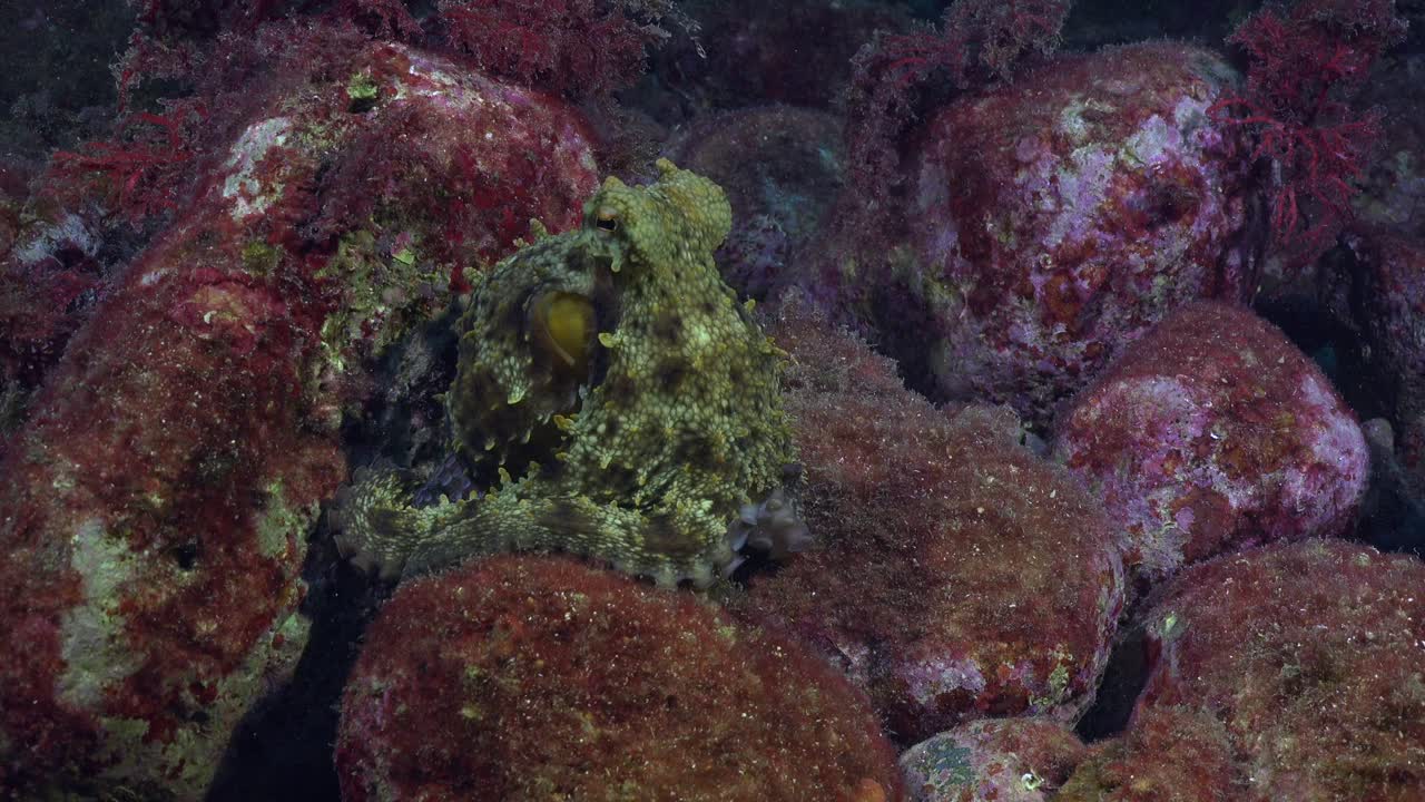 Mediterranean Octopus close up on underwater reef in Spain