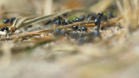 hormigas sedosas se mueven en el nido, hormiguero con hormigas sedosas en primavera, trabajo y vida de las hormigas en un hormiguero, día soleado, macro de primer plano, poca profundidad de campo