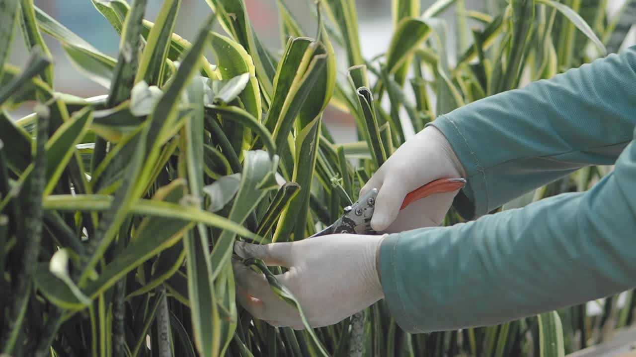 Person pruning plants with shears