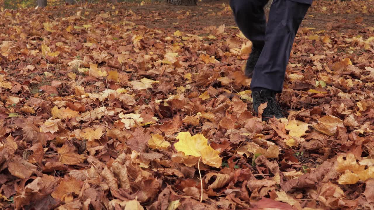 Exploring autumn's charm, a lone traveler walks on fallen leaves