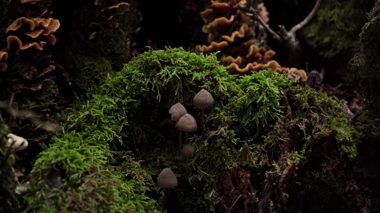 Una splendida vista macro di delicati funghi marroni che spuntano da un muschio verde vibrante su un scuro suolo della foresta. Perfetto per documentari naturalistici.
