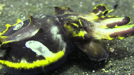 flamboyant cuttlefish walking left to right over sandy bottom, close up, camera pans from front part to hind part