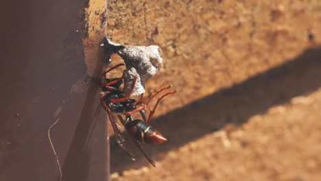 avispas construyendo un nido en el alféizar de la ventana de una casa