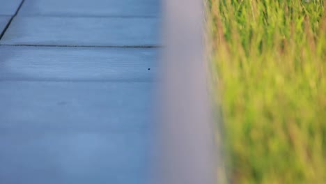 Concrete-pathway-adjacent-to-a-lush-green-field-with-a-panning-camera-movement