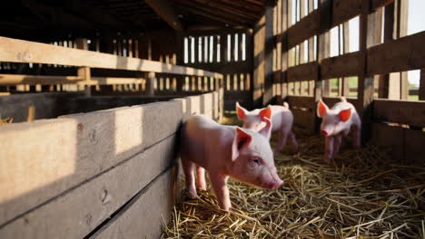 baby pigs in a farm pen