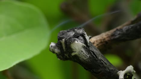 burnt branch with plant damage