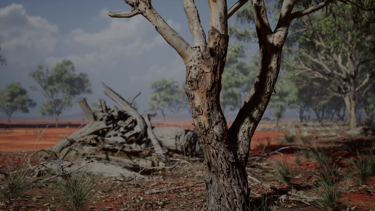 동아프리카 의 열린 사바나 평야 에 있는 아카시아 나무 보츠와나