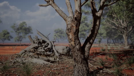 acacia tree in the open savanna plains of east africa botswana