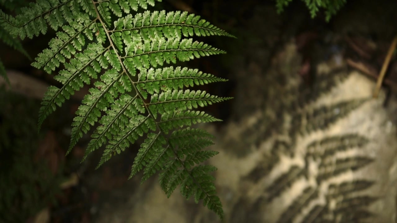 Primo piano di foglie di una pianta di felce tropicale, felci e piante verdi in un paesaggio di foresta pluviale e giungla nell'Himalaya in Nepal