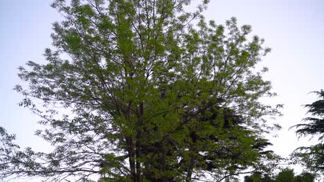 Jacaranda-Baum-Mit-üppigen-Grünen-Blättern.-Kippschuss