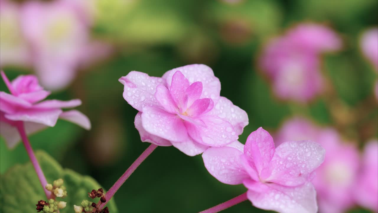 두 개의 꽃이 피는 호드렌지 macrophylla의 근접 사진, 비가 오는 날에 잎겨드랑이에 방울, 큰 잎 호드런지, 프랑스 호드렌기, 4k 영상 확대 효과.