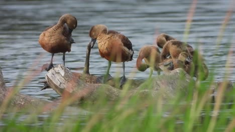 whistling duck chicks taking bath in pond